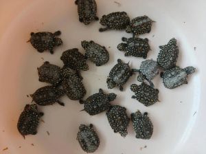 墨西哥蛋龟最亲人！（什么龟互动性最好）