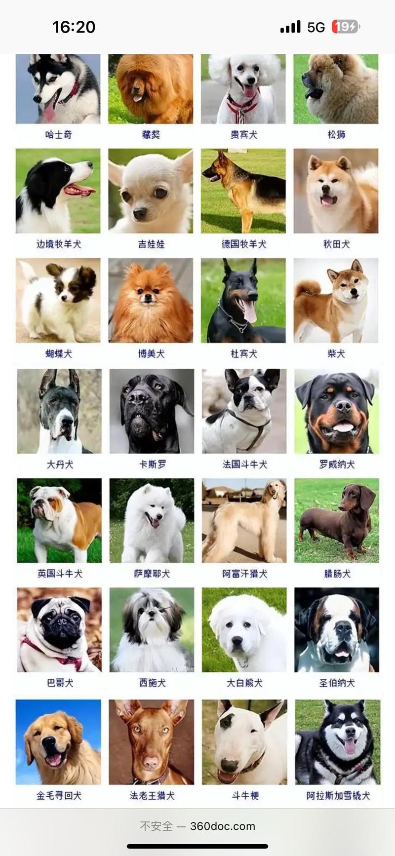 狗狗品种多，选对不踩坑！（宠物狗狗品种大全图）