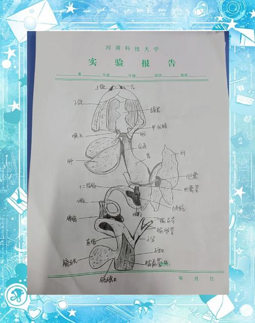 助教解剖实验，识器官心脏肾（蛙的消化系统结构图）