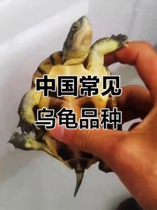 巴西龟与中华草龟怎么选？（国内可以养的乌龟品种）