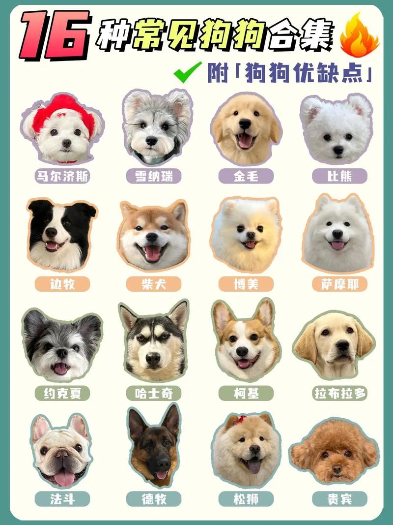 不同体型狗特点及饲养需求（常用宠物狗品种）