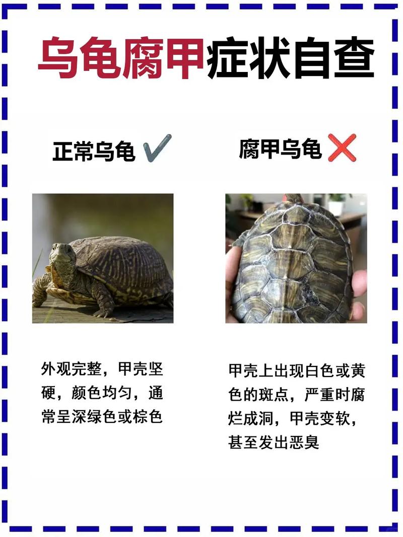 乌龟靠嗅视觉听觉感知世界，鳞片保护，咽气式呼吸适应水陆（乌龟感知危险的主要器官是什么）