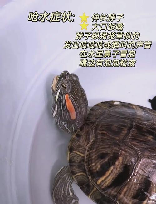 小龟吐了？引人深思的生命启示（小龟趴着趴着就吐了原图）