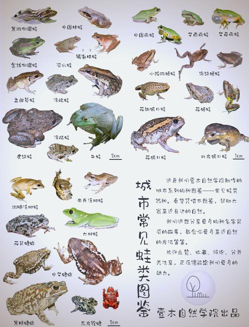中国新物种，生态保护需重视（中国青蛙品种大全图）