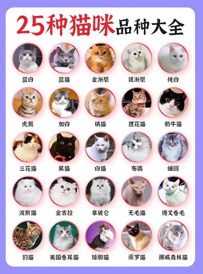 猫咪品种多又萌，各具特色！（宠物猫品种有哪些）