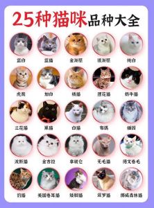 猫咪品种多又萌，各具特色！（宠物猫品种有哪些）