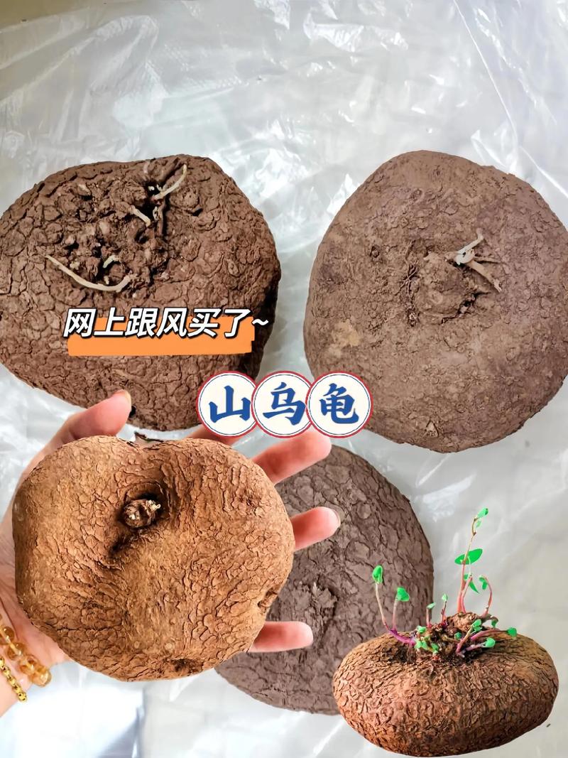 山乌龟品种看形态食性产卵分布（山乌龟品种区别）