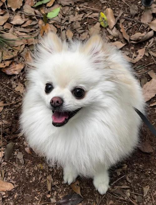 博美吉娃娃等，养狗需负责（宠物狗图片小型犬）
