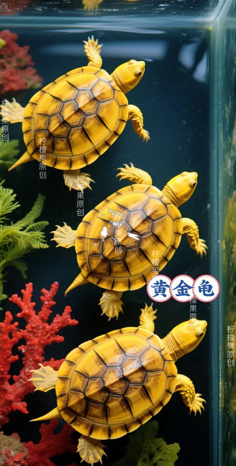 金色乌龟是白化病巴西彩龟，水陆两栖好养活（全身金黄的乌龟是什么品种）