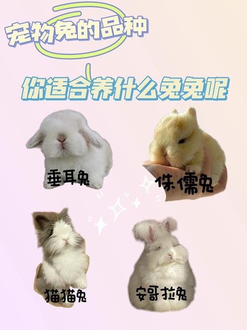 常见兔种特点与饲养须知（宠物兔的品种及图片详解）