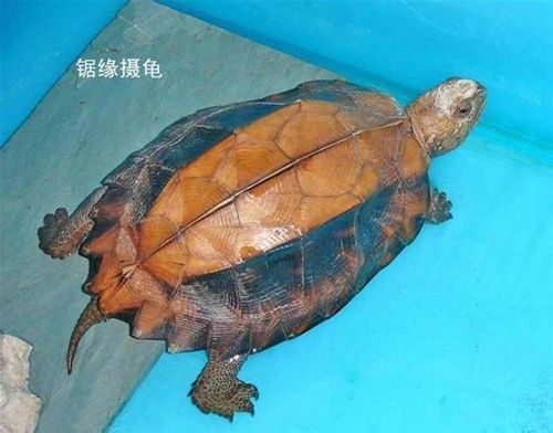 中国乌龟种类多，文化意义高，保护野生种群很重要（中国乌龟品种大全图）