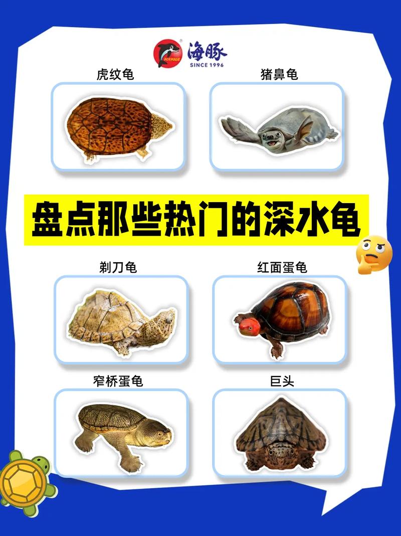 深水龟种类与养护要点（深水龟品种大全图片）