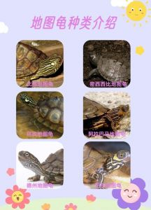 熊猫人宠物食物与坐骑获取全攻略（熊猫人哪里有乌龟宠物）