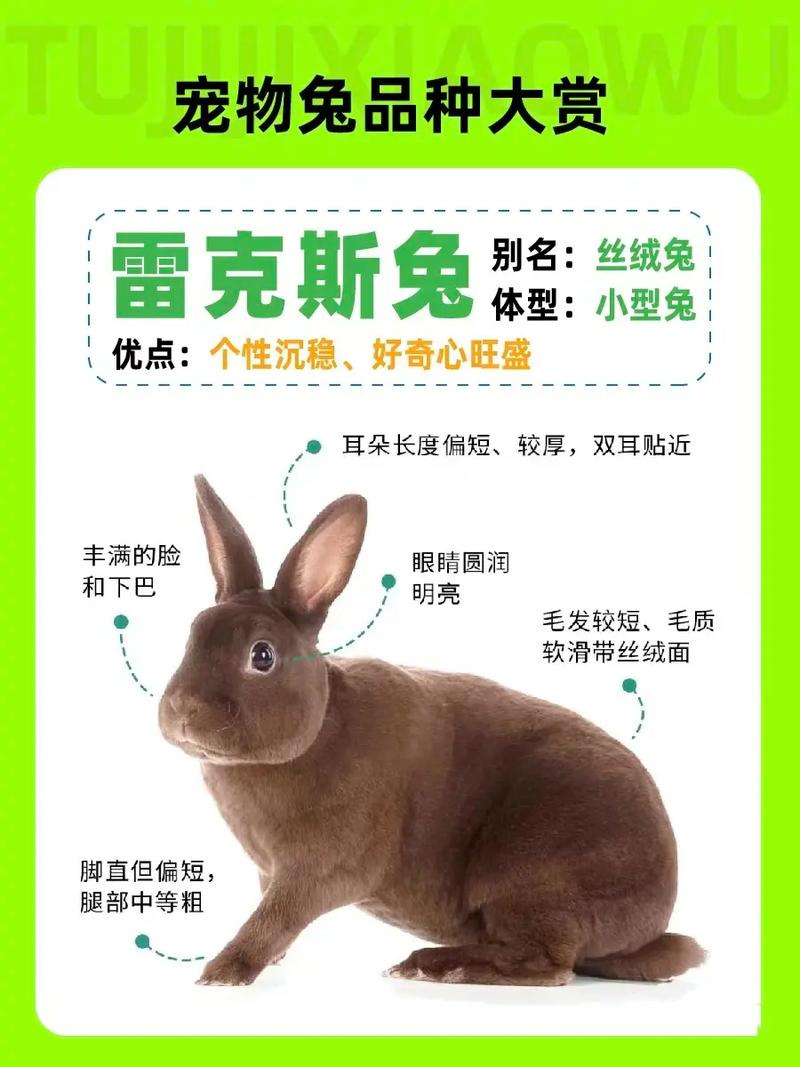 选对品种，科学护理，兔子欢乐多！（宠物兔有什么品种）