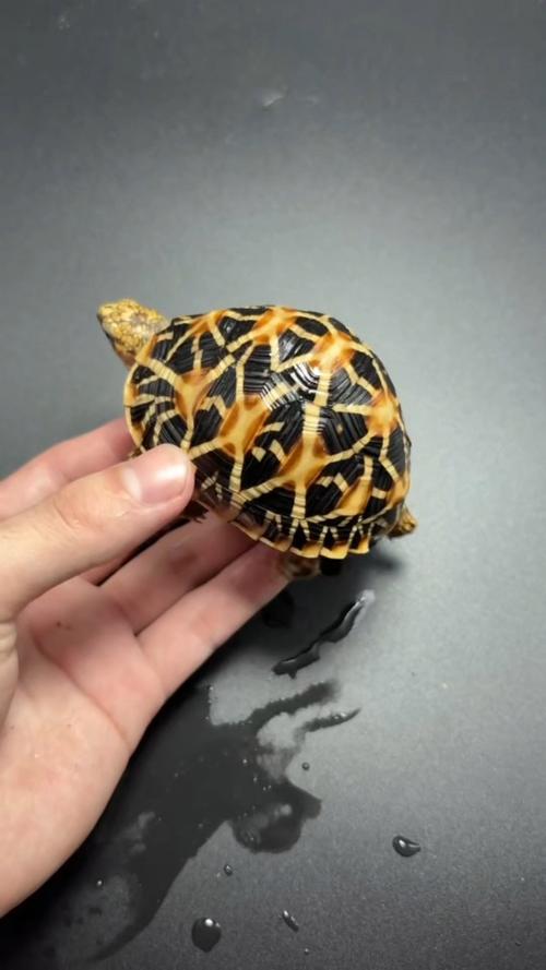 十种热门宠物龟，总有一款适合你！（最好看的宠物龟）