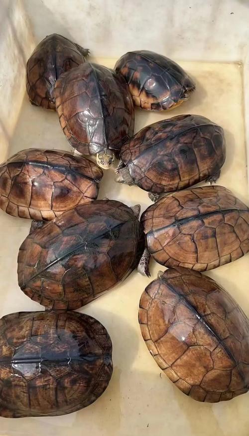 10种珍稀名龟价值连城（十种最贵的乌龟）