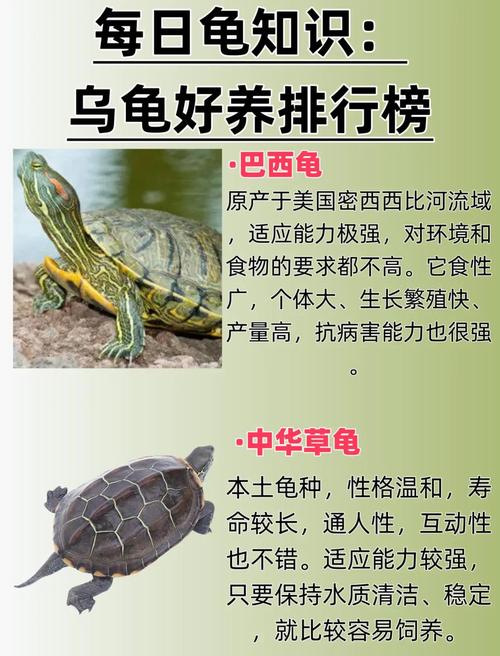 选对乌龟品种，养龟需考虑喜好空间和责任（乌龟一般养什么品种）