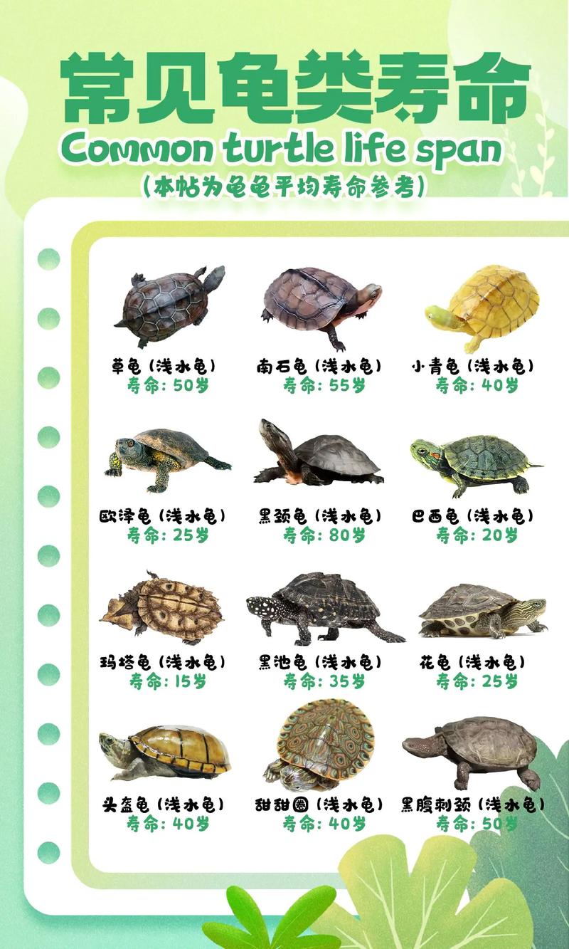 100种常见龟种特点与饲养指南（100种常见乌龟图片）