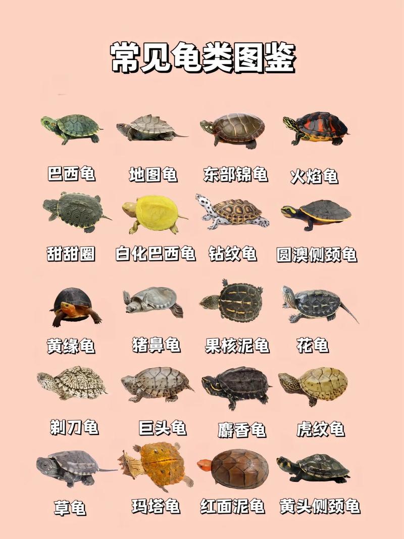 9种乌龟品种及饲养要点（乌龟的种类图片大全）