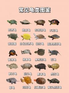 选龟当宠物？草龟巴西易养，黄头温和不咬人（哪个品种的乌龟最好养）