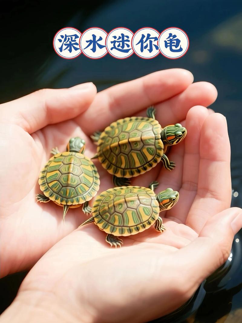 深水龟种类与养护要点（深水龟品种大全图片）