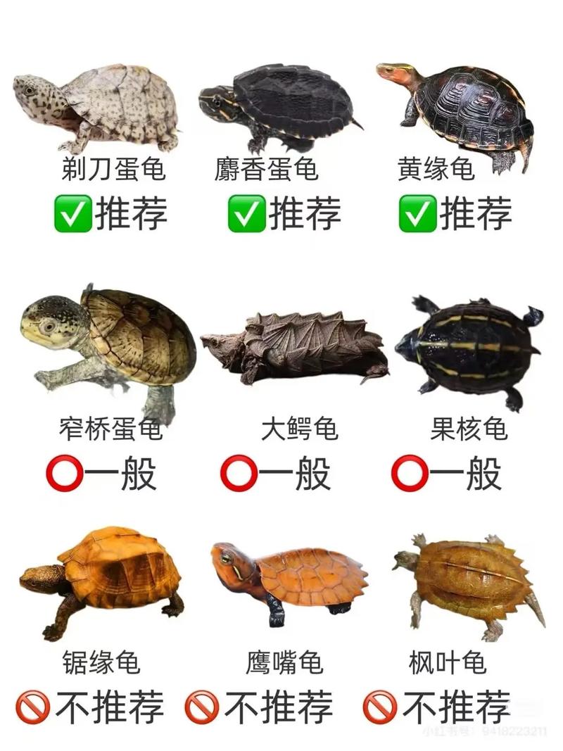 常见宠物龟品种与养护（好养乌龟排行榜）