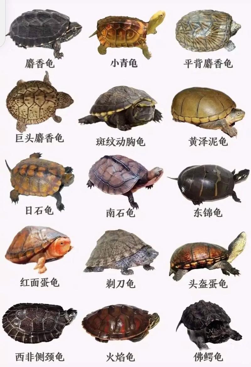 宠物与保护（所有乌龟品种图片）