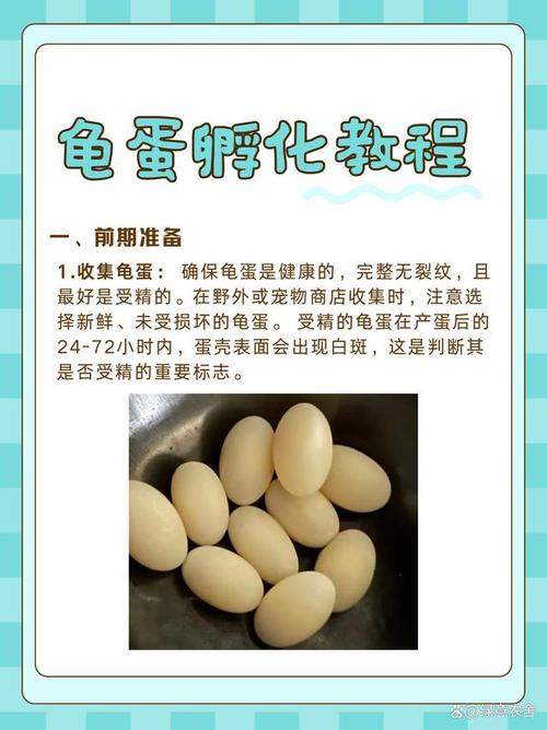 交易需证，养殖无忧？（蛋龟入保有什么好处）