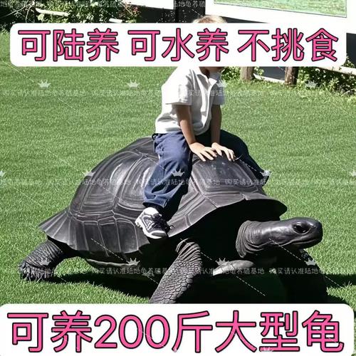 乌龟品种饲养特点介绍（陆养吃青菜的乌龟什么品种）