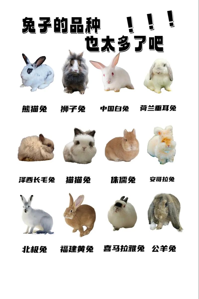 选对兔品种，性格外貌养护都合心（宠物兔子哪个品种好）