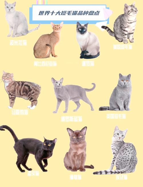 10种流行宠物猫品种特点介绍（宠物猫的十大品种）