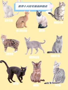 10种流行宠物猫品种特点介绍（宠物猫的十大品种）