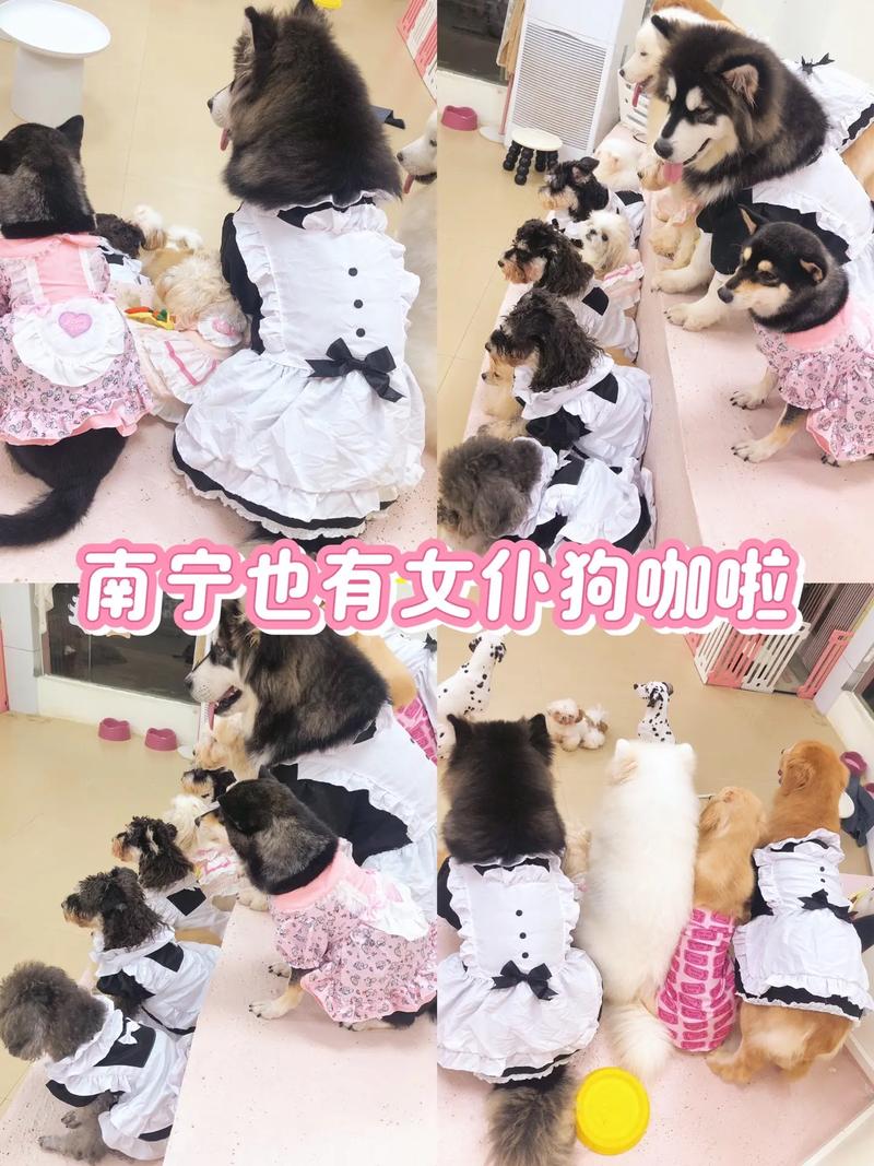 代宏静与狗狗的深度沟通之道（美女宠物犬训练庄园）