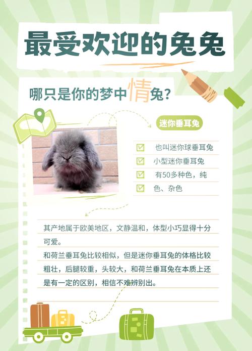 品种与饲养要点（宠物兔的品种有哪些）