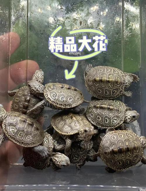 新手养龟，选抗造品种，巴西草龟等易养（新手养龟最好养哪个品种）