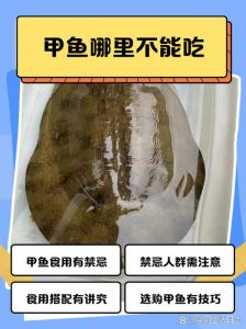 龟鱼混养有妙招，选对种类空间足！（不吃鱼的乌龟有哪些）