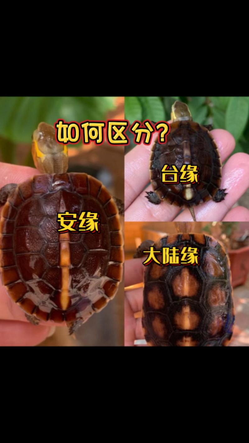 安缘龟与黄缘龟有何区别？（安缘龟和黄缘龟的区别图片）