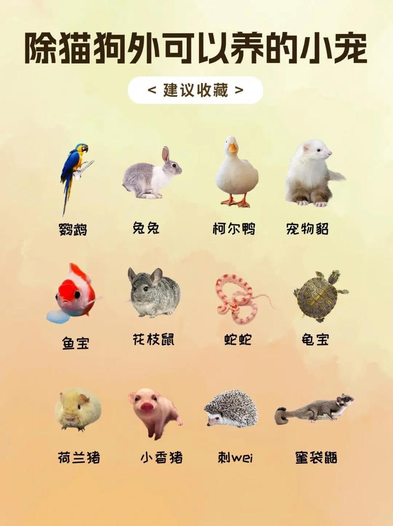 小鱼蝴蝶添活力，选对宠物乐享生活（挑战养100种宠物）