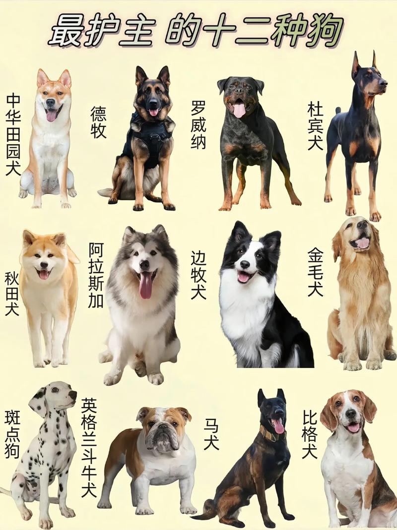 全球最受欢迎的十种犬种（宠物狗排行榜前十名）