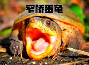 可爱新手龟，选对品种很重要（蛋壳龟是那里品种）