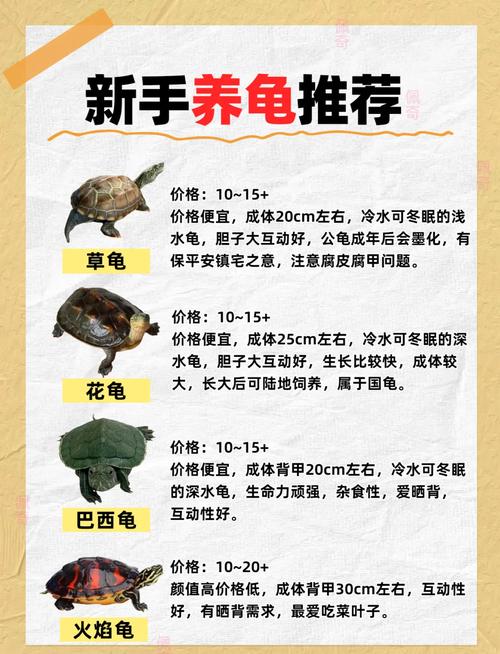 养乌龟当宠物，吉祥又好养！（小乌龟养几只最好）