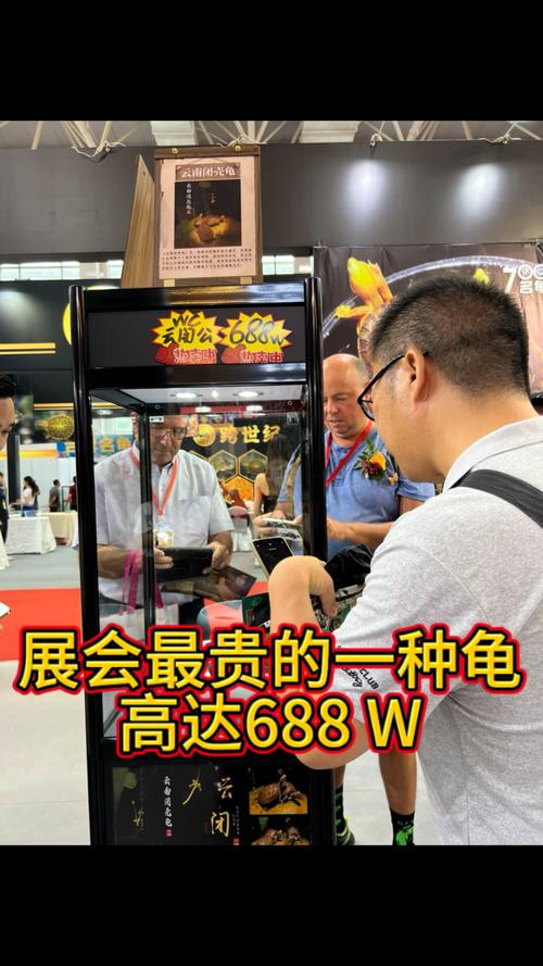 龟类珍贵稀有，保护动物价值高（最贵的龟是什么鬼）