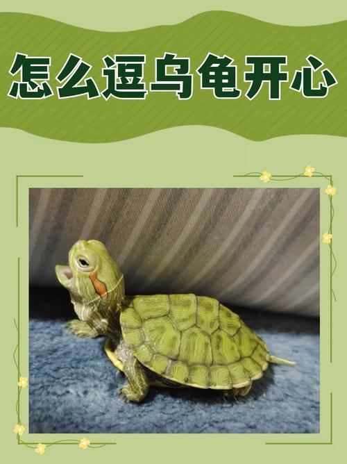 乌龟认主有感情，长久依恋情谊深（乌龟有记忆和感情）
