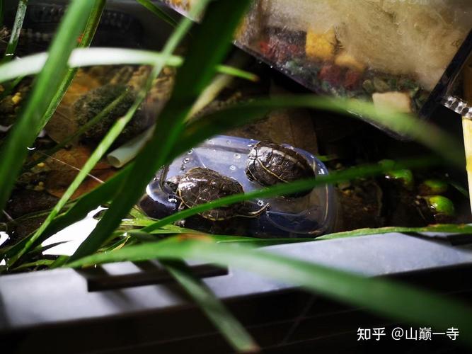 草龟地图龟能否和谐混养？（草龟和地图龟能混在一起养吗）
