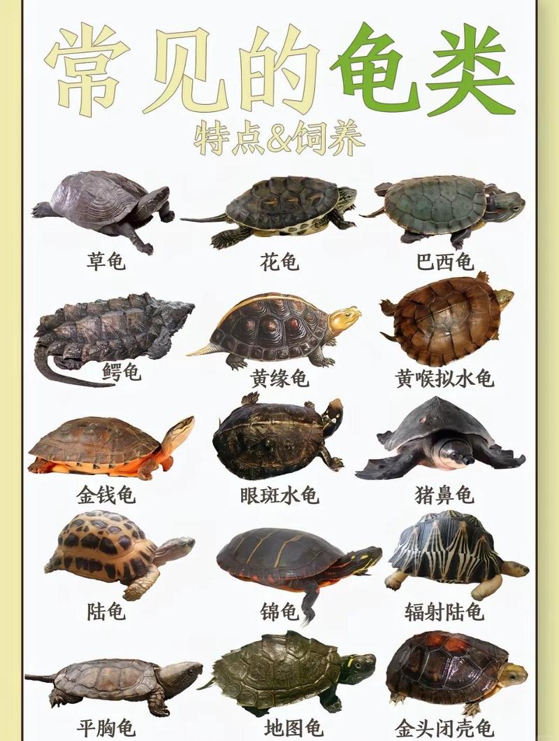 折背欧洲象龟星龟等，各有特色（陆地龟品种大全图解）