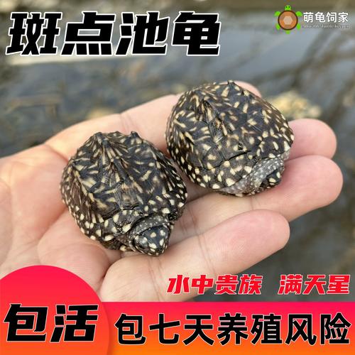 日喂肉食，七八分饱（深水斑点龟吃什么）