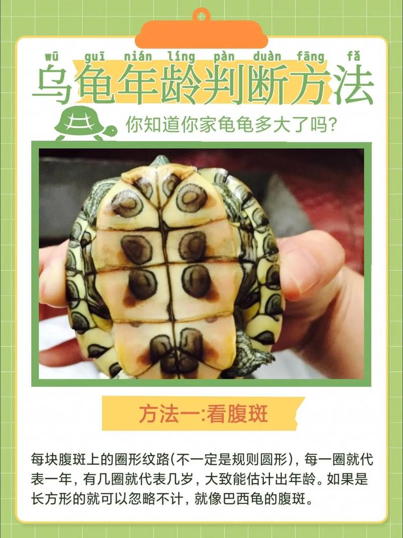 龟寿命长？长寿秘诀！（乌龟能活多久）
