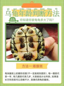龟寿命长？长寿秘诀！（乌龟能活多久）