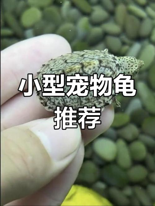 小型乌龟养在家，注意品种和养护责任（长不大的乌龟是什么品种）