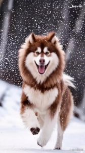 优雅与力量并存的大型犬，明星的最爱！（大的宠物狗有哪些）